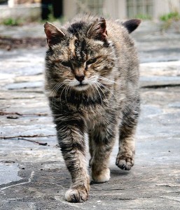 Feral cat (Wikimedia Commons, GFDL)